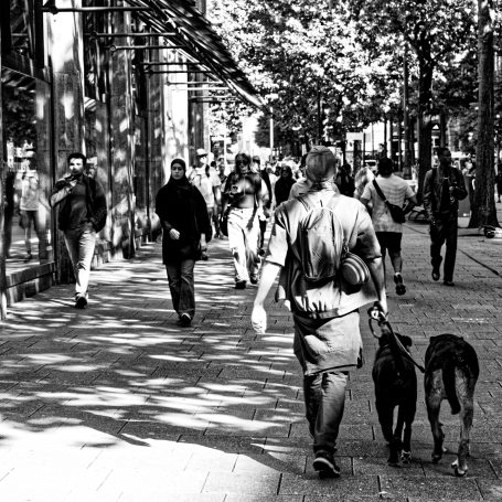 Walking The Dogs 2