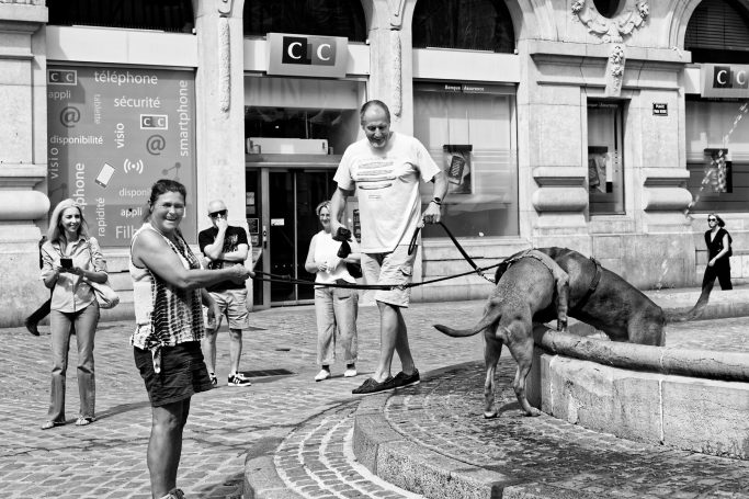 Dogs And Water II